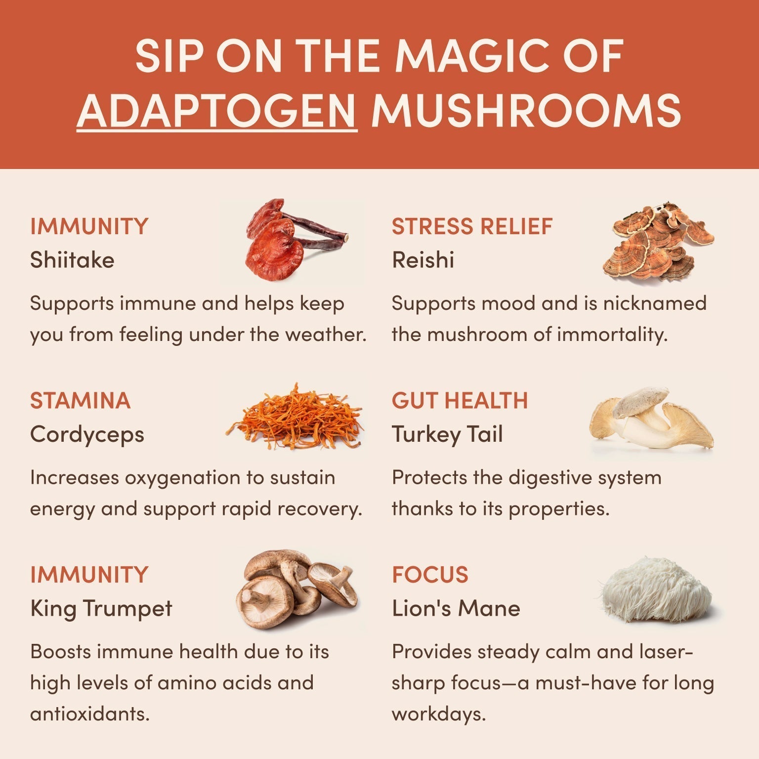 Superfood Creamer Starter Bag