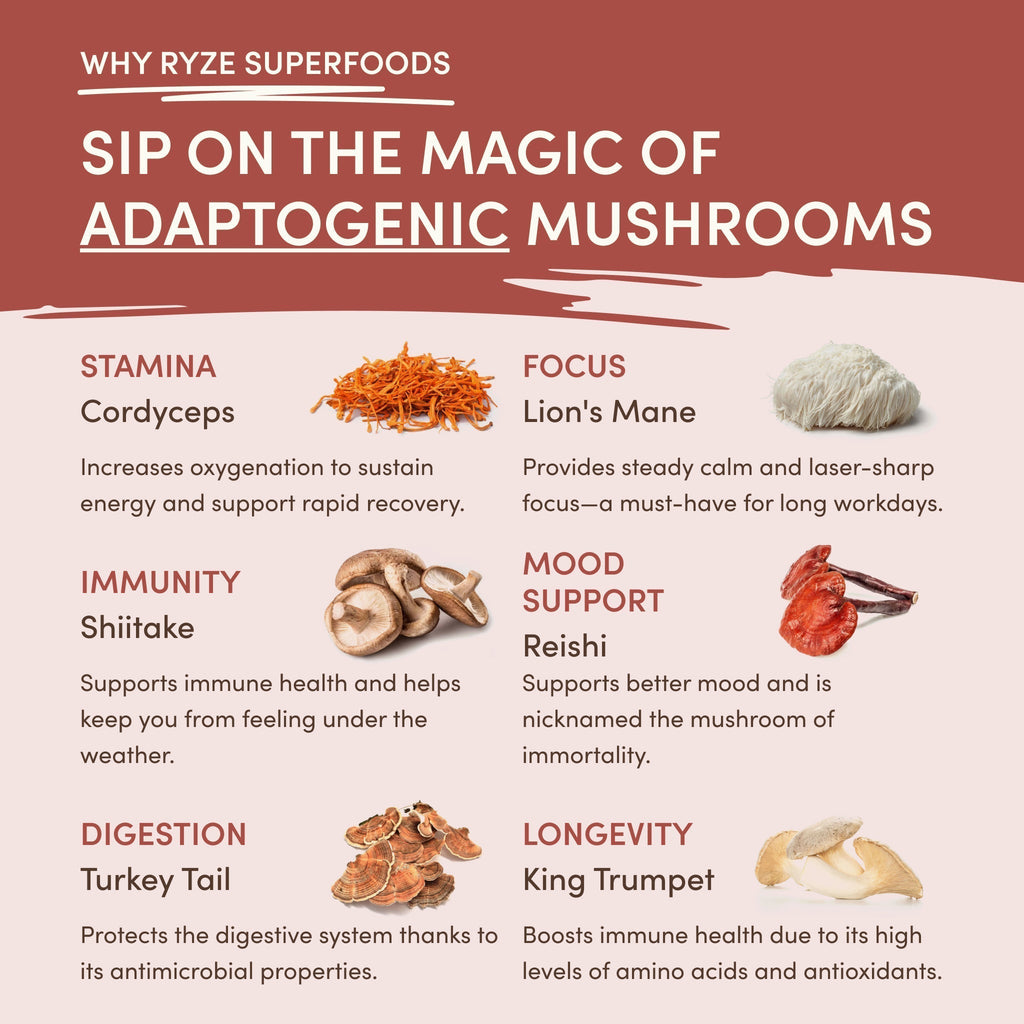 Mushroom Chicory (1 Pack - 30 Servings)